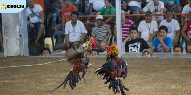 Đá Gà Cựa Sắt 123b: Cuộc Chạm Trán Của Chiến Kê #1