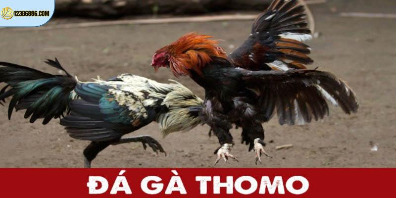 Đá Gà Thomo 123B: Sự Khốc Liệt Từ Trường Đấu Kinh Điển